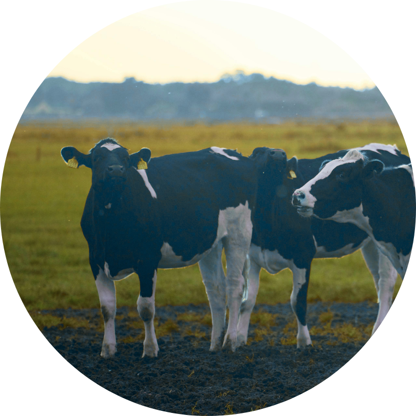 Deux vaches dans un champ, symbole de l'élevage durable et de l'agriculture agroalimentaire