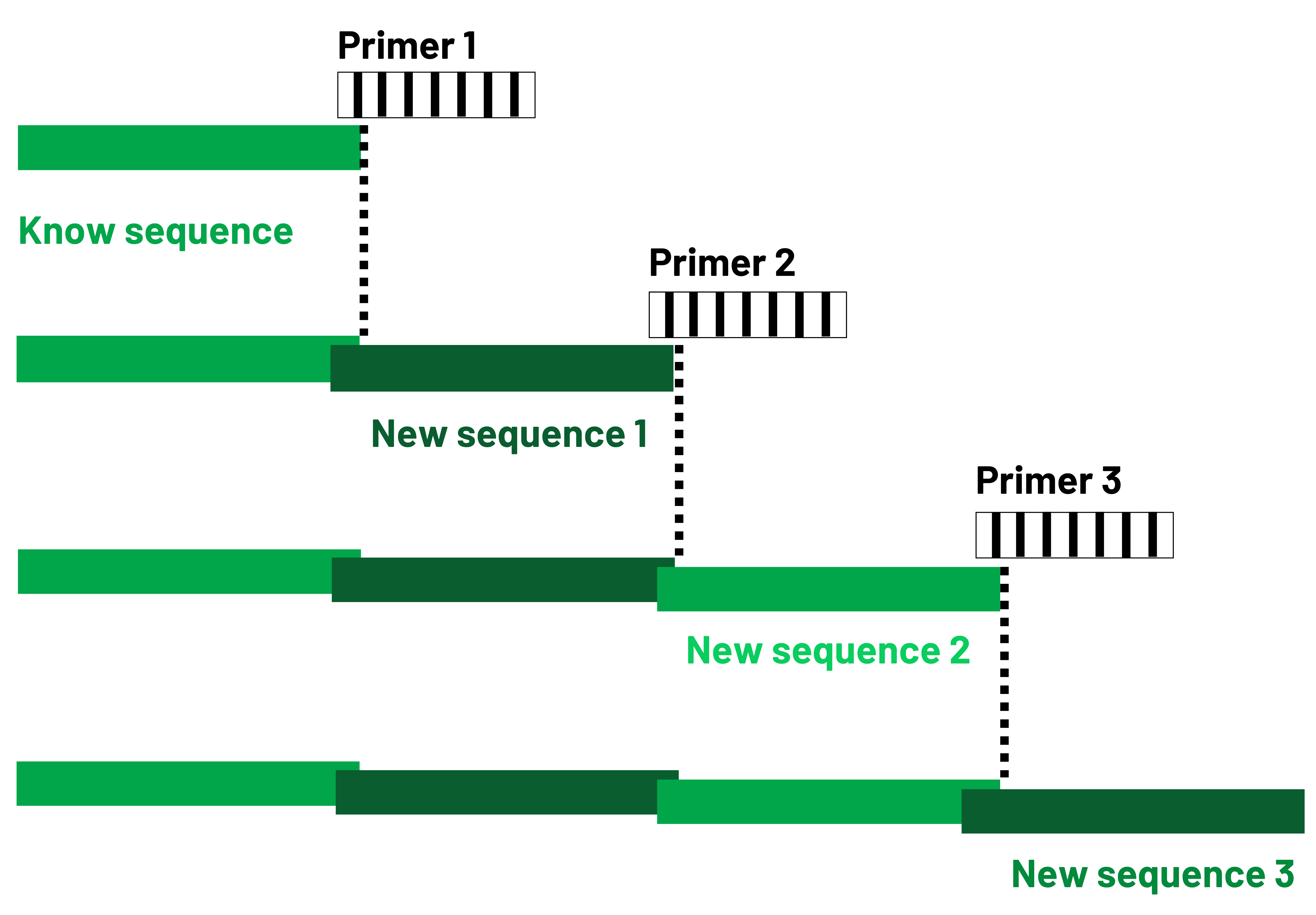 Primer walking GenoScreen Primer walking GenoScreen