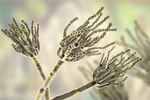 Identification de microorganismes par séquençage d’ADN Identification de microorganismes par séquençage d’ADN