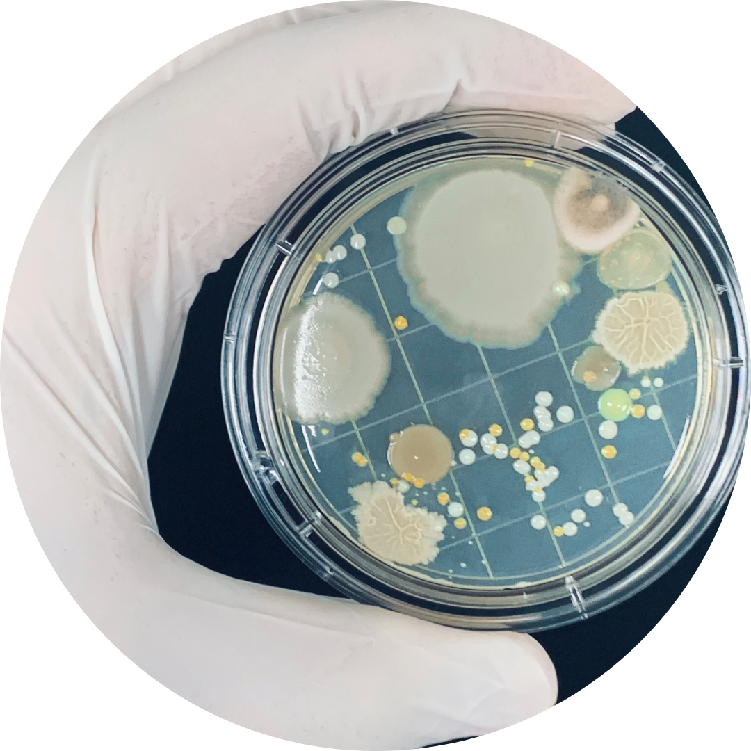 Explorer la biodiversité microbienne avec le séquençage long-read